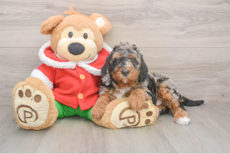 Playful Mini Bernepoo Poodle Mix Puppy