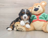 6 week old Mini Bernedoodle Puppy For Sale - Windy City Pups