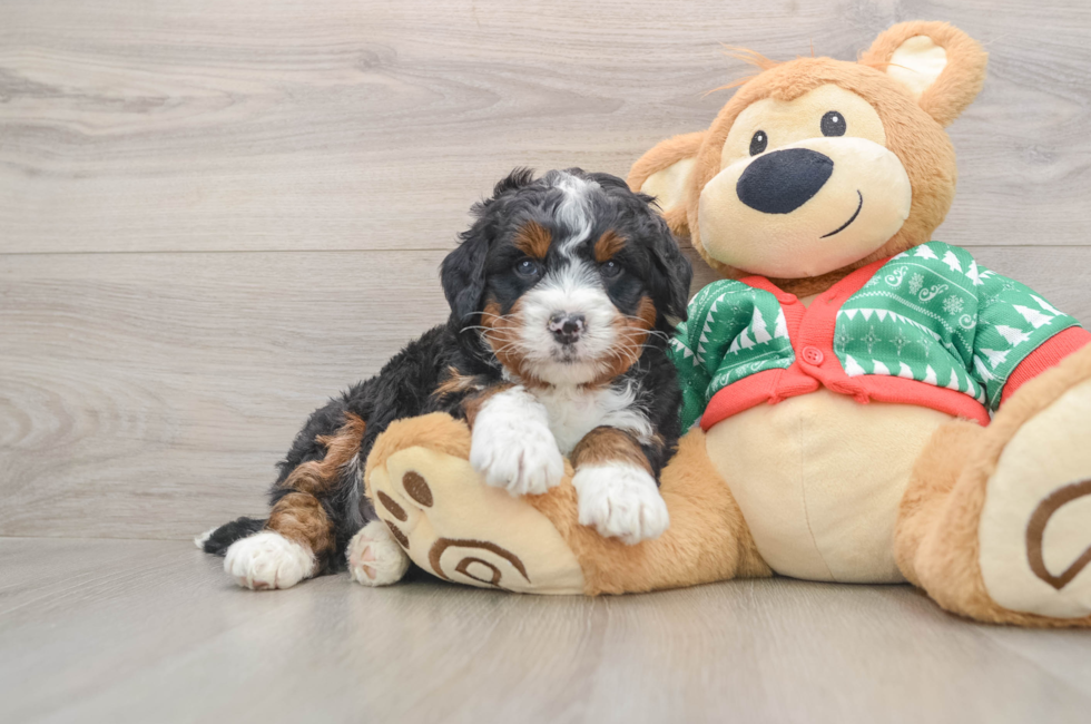 5 week old Mini Bernedoodle Puppy For Sale - Windy City Pups