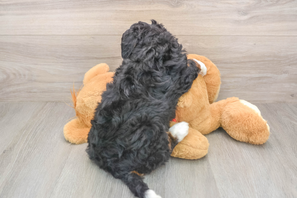 Mini Bernedoodle Puppy for Adoption