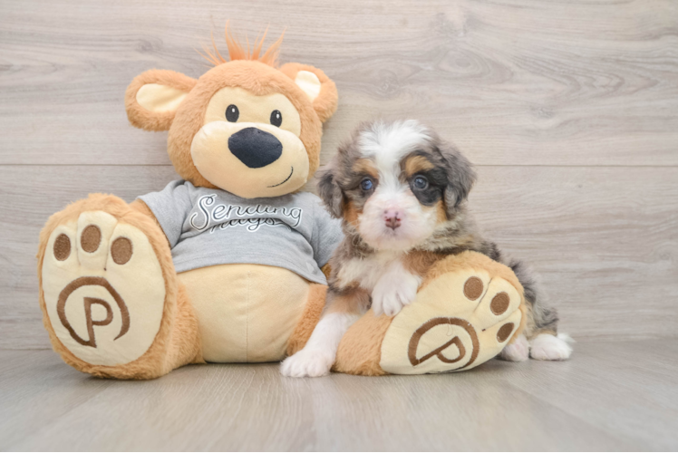 Friendly Mini Bernedoodle Baby