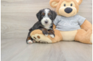 Best Mini Bernedoodle Baby