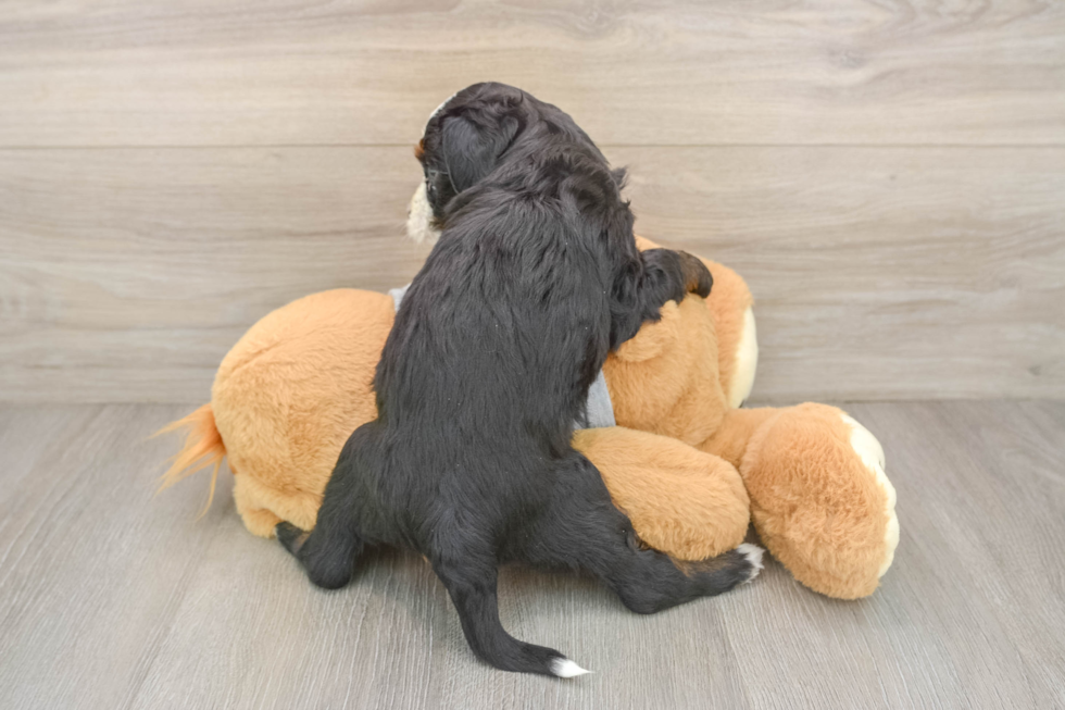 Friendly Mini Bernedoodle Baby