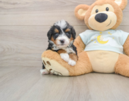 5 week old Mini Bernedoodle Puppy For Sale - Windy City Pups