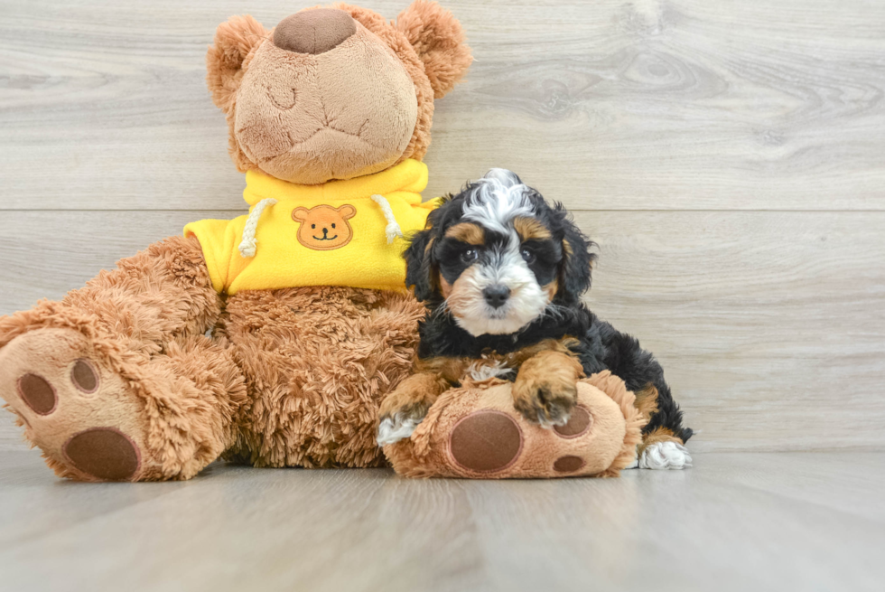 Best Mini Bernedoodle Baby