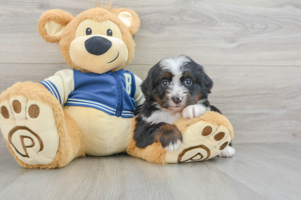 Mini Bernedoodle Pup Being Cute