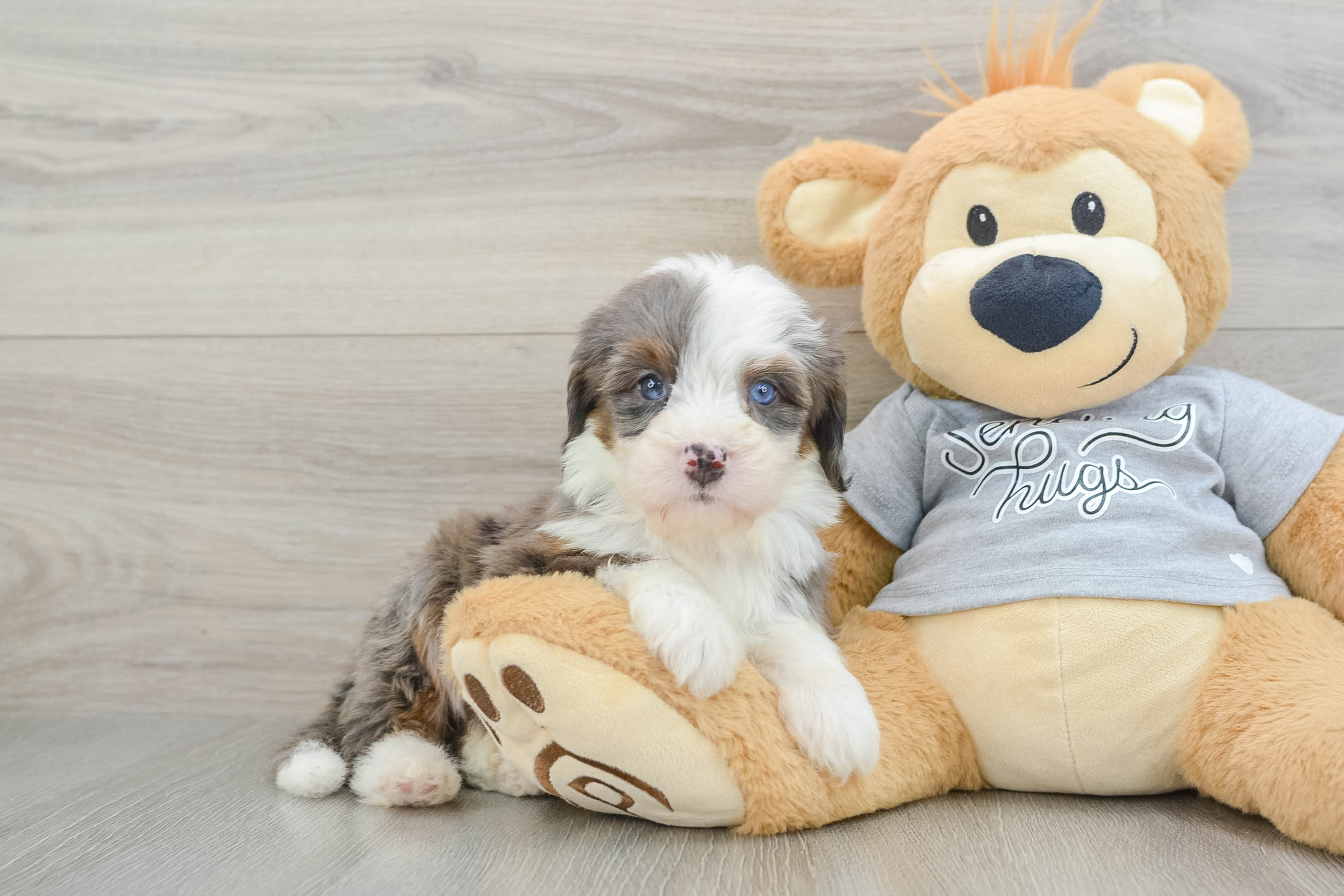 Happy Mini Bernedoodle Baby