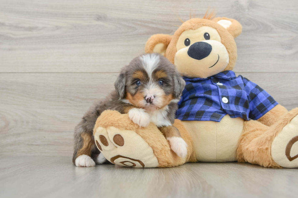 7 week old Mini Bernedoodle Puppy For Sale - Windy City Pups