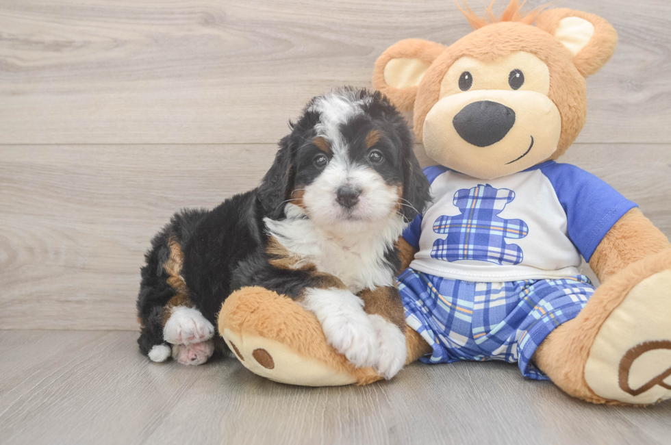 5 week old Mini Bernedoodle Puppy For Sale - Windy City Pups