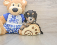 6 week old Mini Bernedoodle Puppy For Sale - Windy City Pups