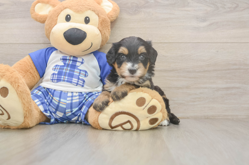 6 week old Mini Bernedoodle Puppy For Sale - Windy City Pups