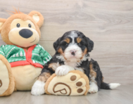 6 week old Mini Bernedoodle Puppy For Sale - Windy City Pups