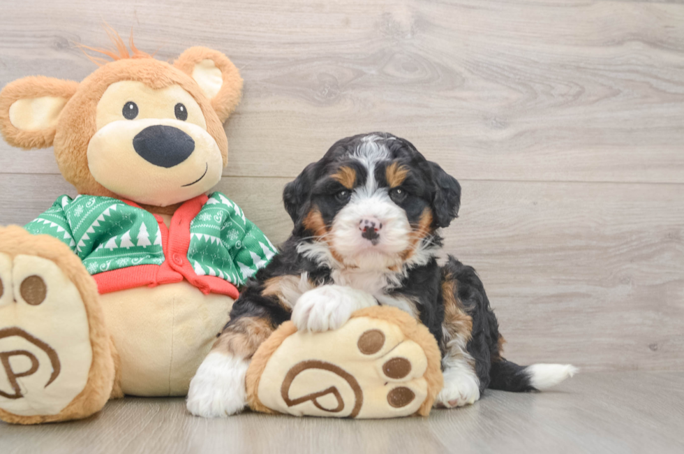 5 week old Mini Bernedoodle Puppy For Sale - Windy City Pups