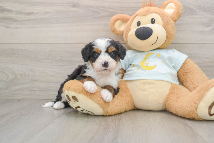 Mini Bernedoodle Pup Being Cute