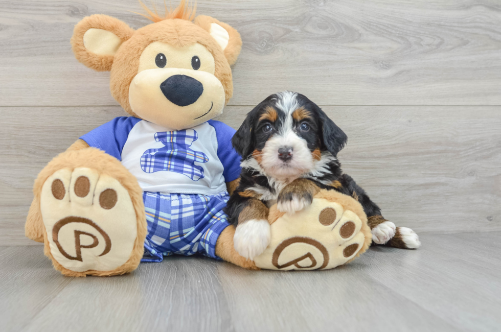 6 week old Mini Bernedoodle Puppy For Sale - Windy City Pups