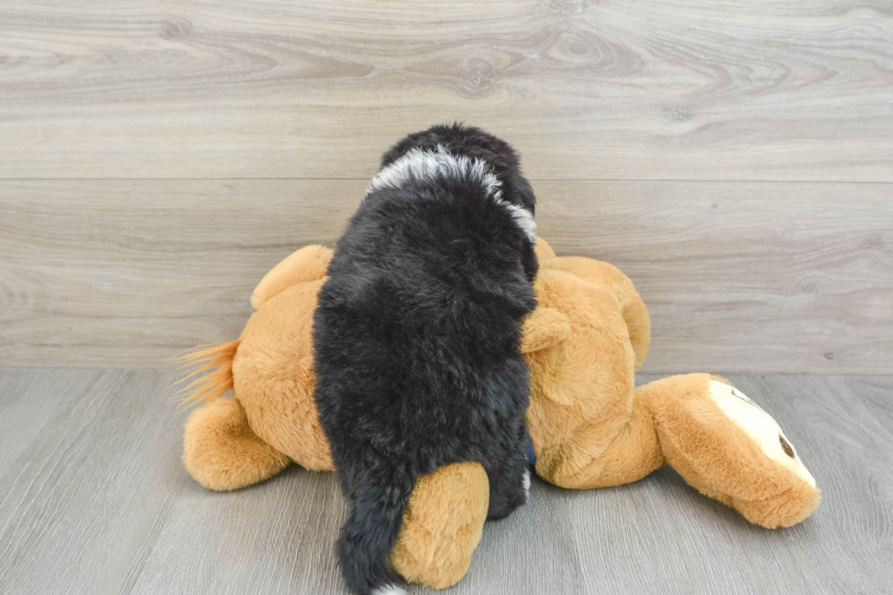 Happy Mini Bernedoodle Baby