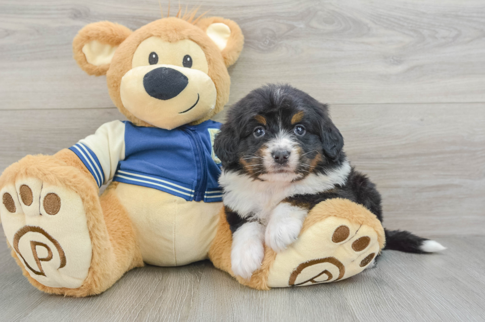 6 week old Mini Bernedoodle Puppy For Sale - Windy City Pups