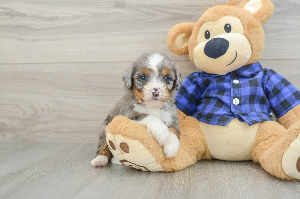 7 week old Mini Bernedoodle Puppy For Sale - Windy City Pups