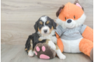 Mini Bernedoodle Pup Being Cute