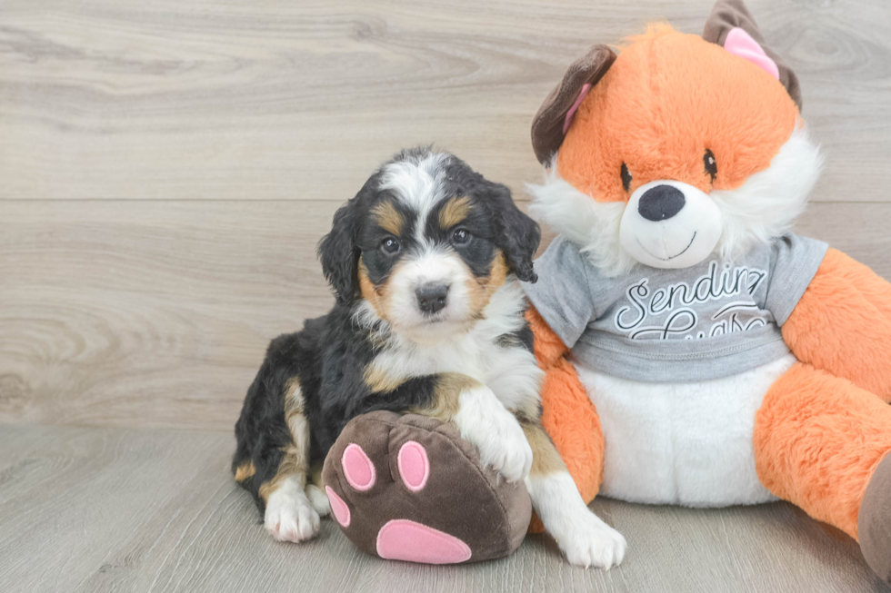 Mini Bernedoodle Pup Being Cute