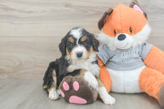 Mini Bernedoodle Pup Being Cute