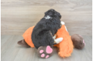 Petite Mini Bernedoodle Poodle Mix Pup