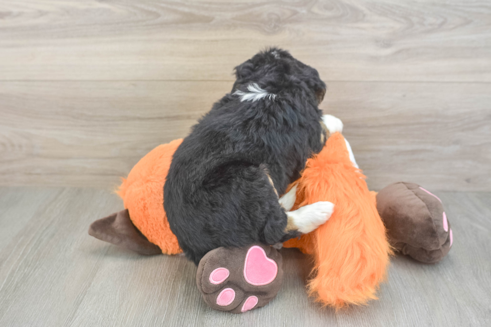 Petite Mini Bernedoodle Poodle Mix Pup