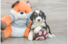 Mini Bernedoodle Pup Being Cute