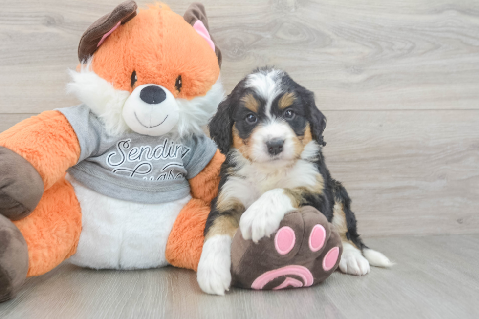 Mini Bernedoodle Pup Being Cute