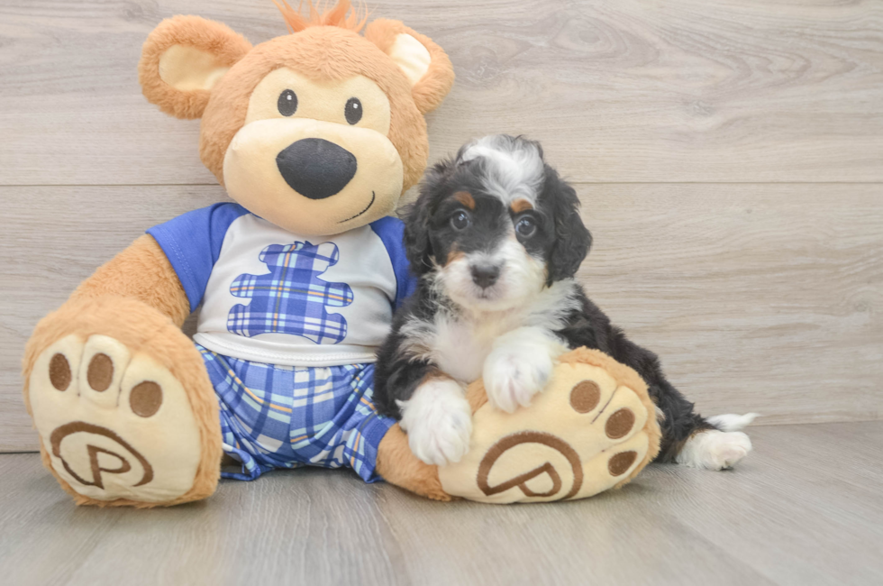 5 week old Mini Bernedoodle Puppy For Sale - Windy City Pups