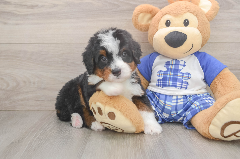 5 week old Mini Bernedoodle Puppy For Sale - Windy City Pups