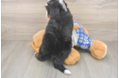 Smart Mini Bernedoodle Poodle Mix Pup