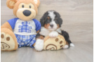 Mini Bernedoodle Pup Being Cute