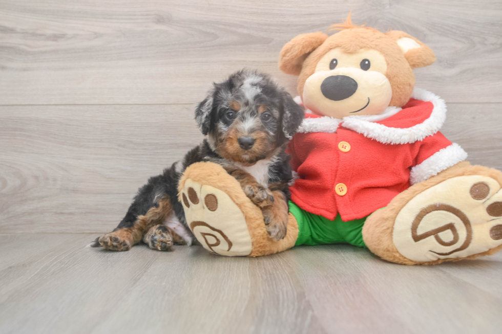 Popular Mini Bernedoodle Poodle Mix Pup