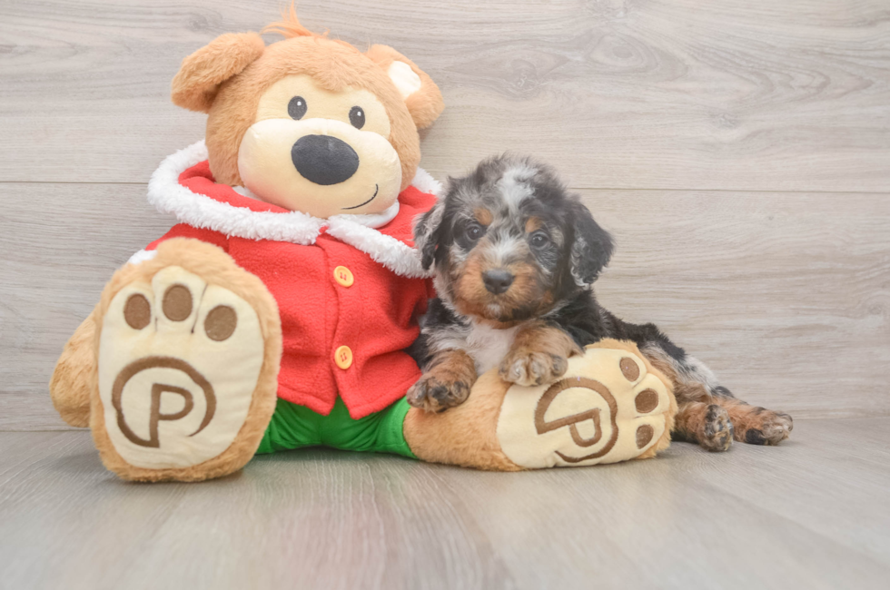 6 week old Mini Bernedoodle Puppy For Sale - Windy City Pups