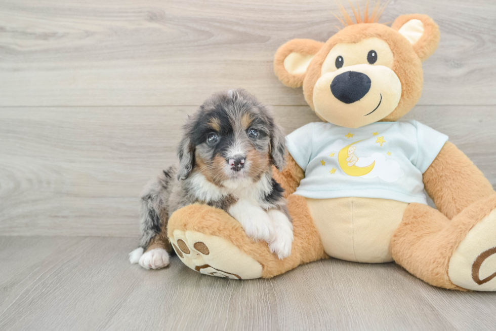 Mini Bernedoodle Puppy for Adoption