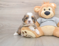 6 week old Mini Bernedoodle Puppy For Sale - Windy City Pups