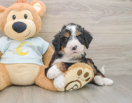 7 week old Mini Bernedoodle Puppy For Sale - Windy City Pups