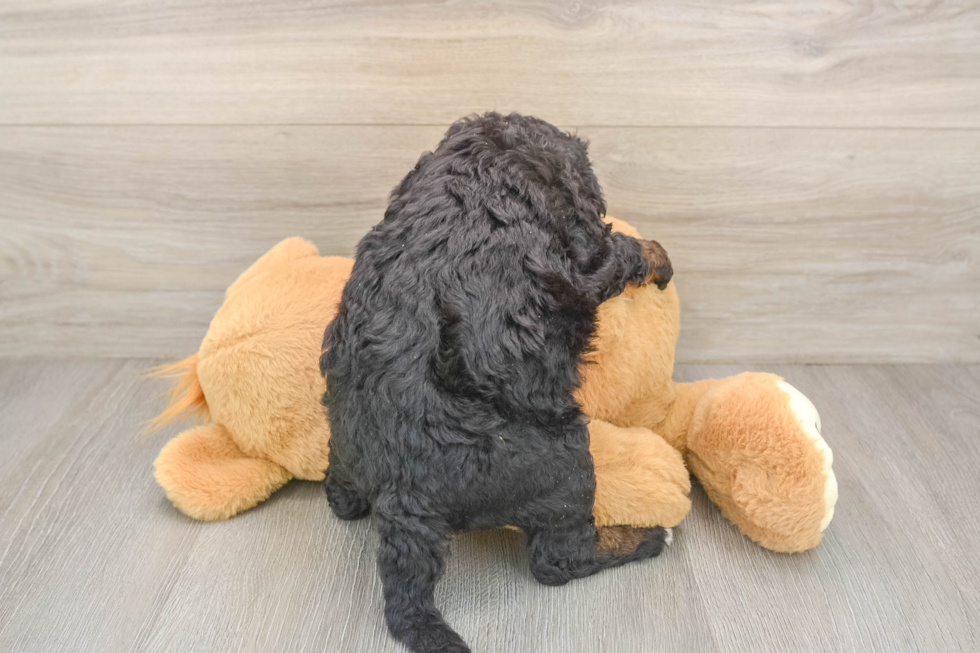 Mini Bernedoodle Puppy for Adoption