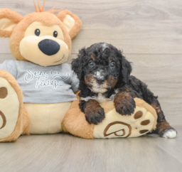 7 week old Mini Bernedoodle Puppy For Sale - Windy City Pups