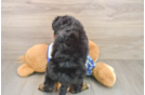 Mini Bernedoodle Puppy for Adoption