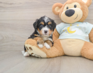 5 week old Mini Bernedoodle Puppy For Sale - Windy City Pups