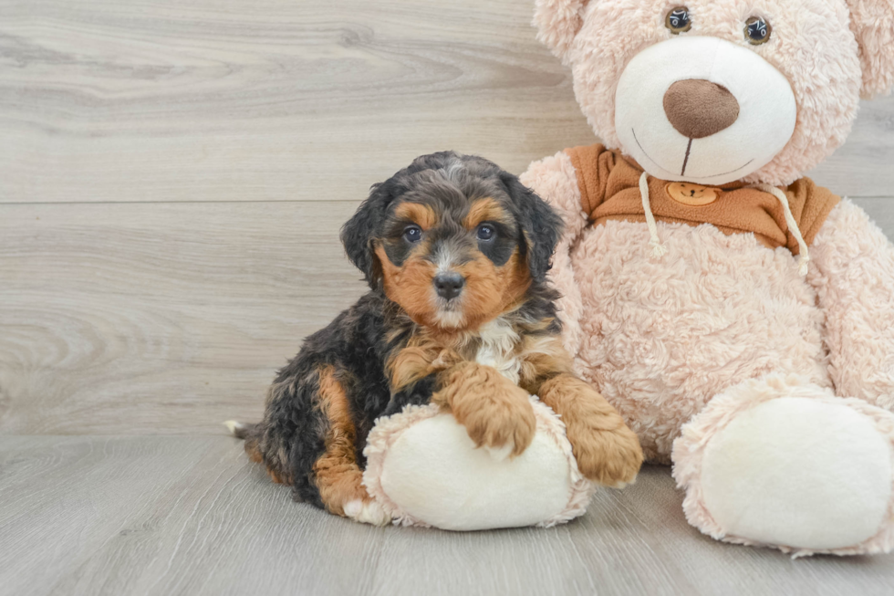 Smart Mini Bernedoodle Poodle Mix Pup