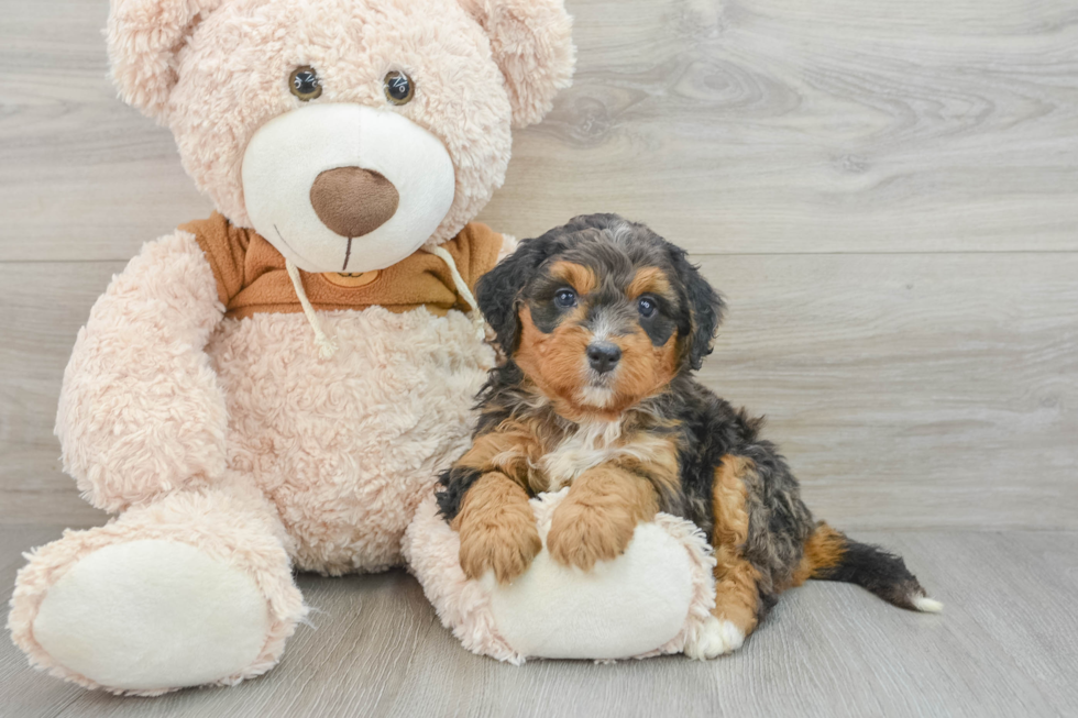 Best Mini Bernedoodle Baby