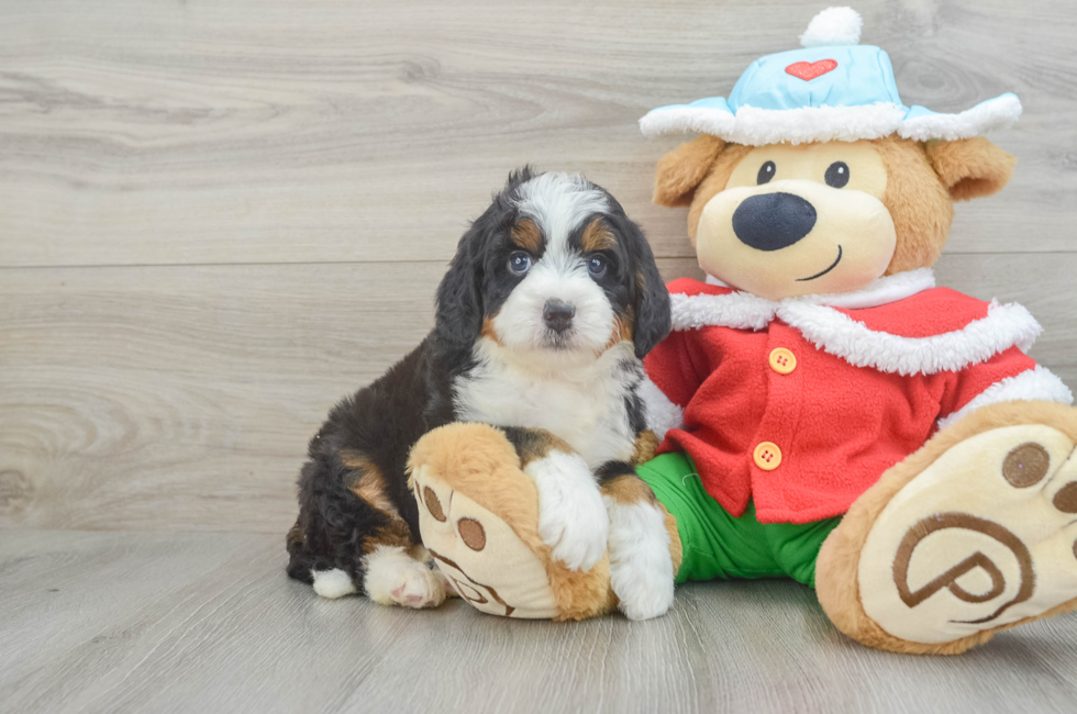 6 week old Mini Bernedoodle Puppy For Sale - Windy City Pups