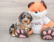 7 week old Mini Bernedoodle Puppy For Sale - Windy City Pups