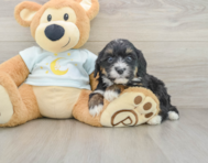 7 week old Mini Bernedoodle Puppy For Sale - Windy City Pups