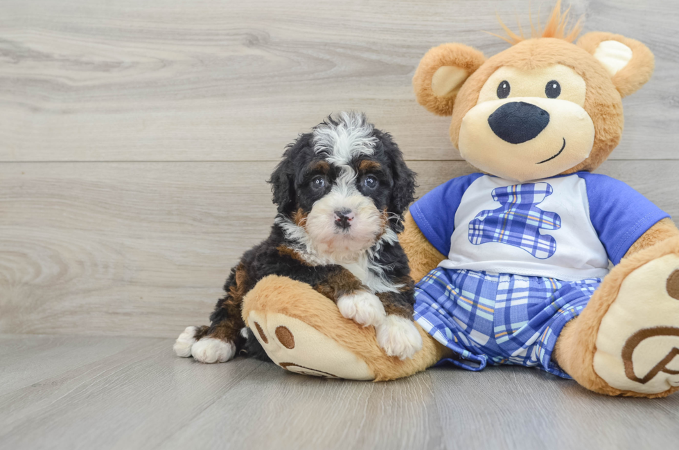 6 week old Mini Bernedoodle Puppy For Sale - Windy City Pups