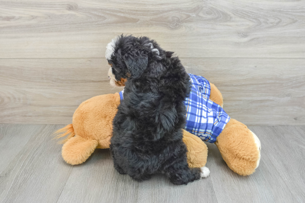 Best Mini Bernedoodle Baby