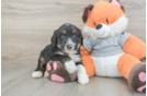 Energetic Mini Bernepoo Poodle Mix Puppy